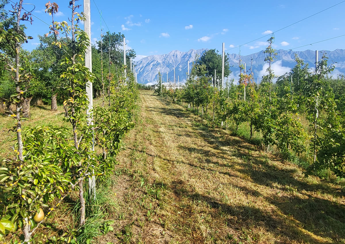 The orchard